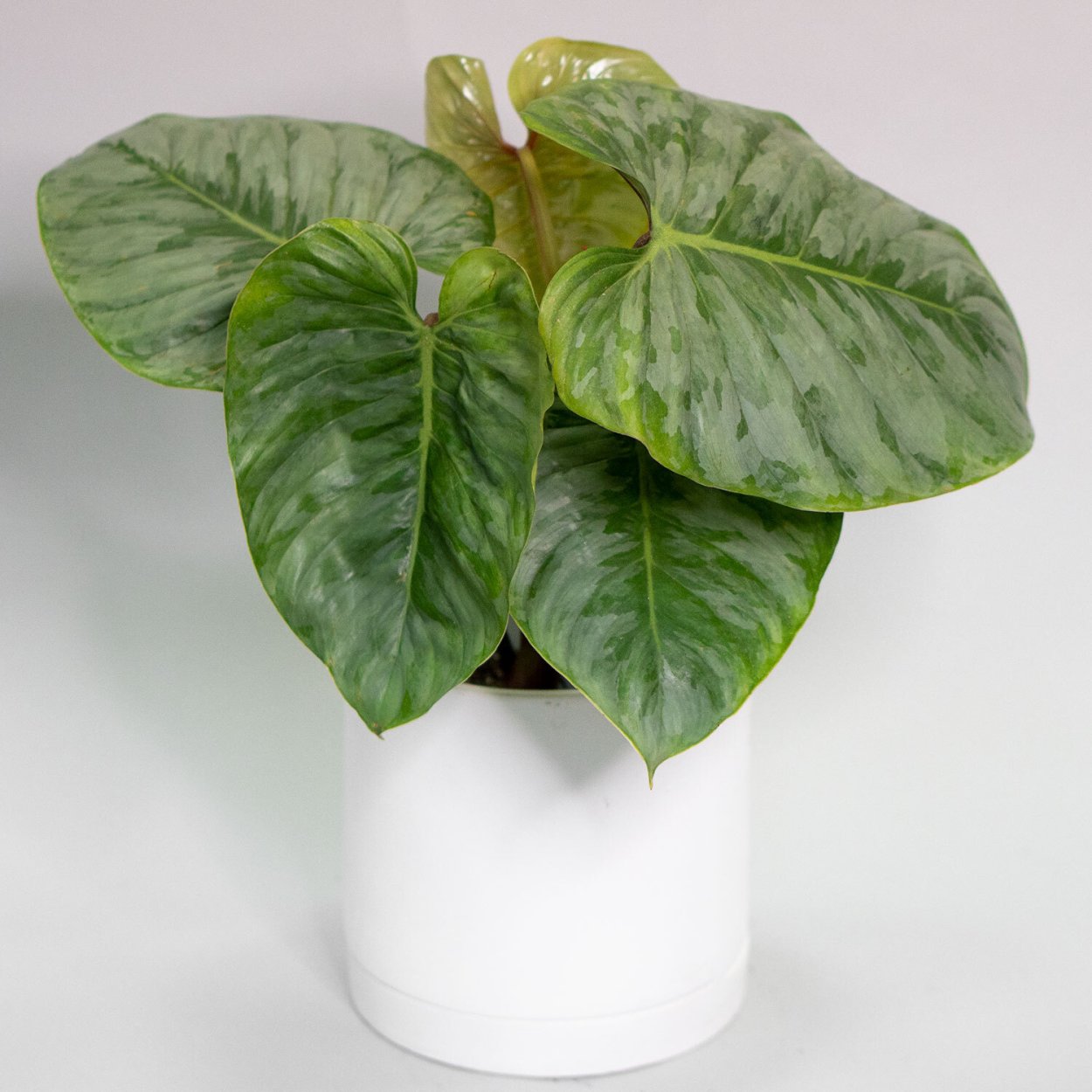 Филодендрон пловмани в интерьере