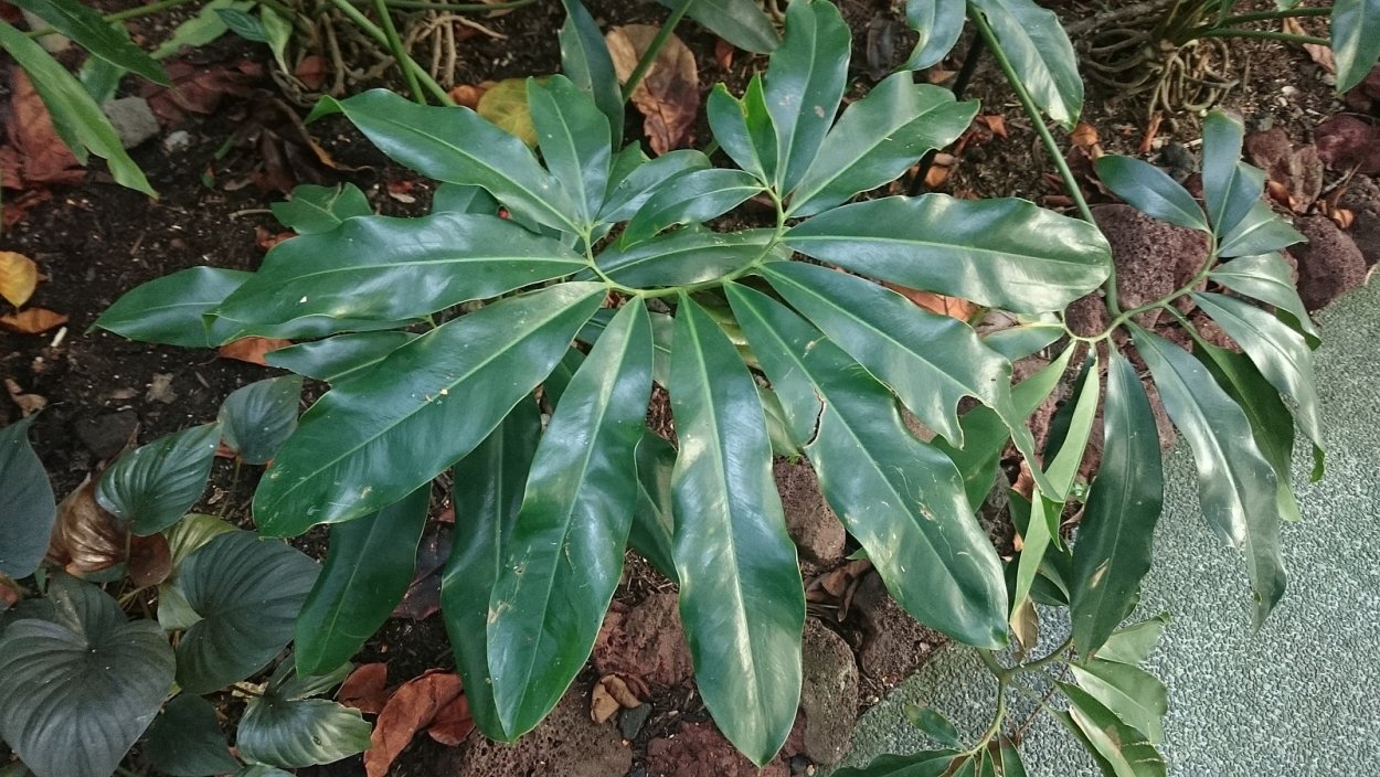 Филодендрон ред Андерсон