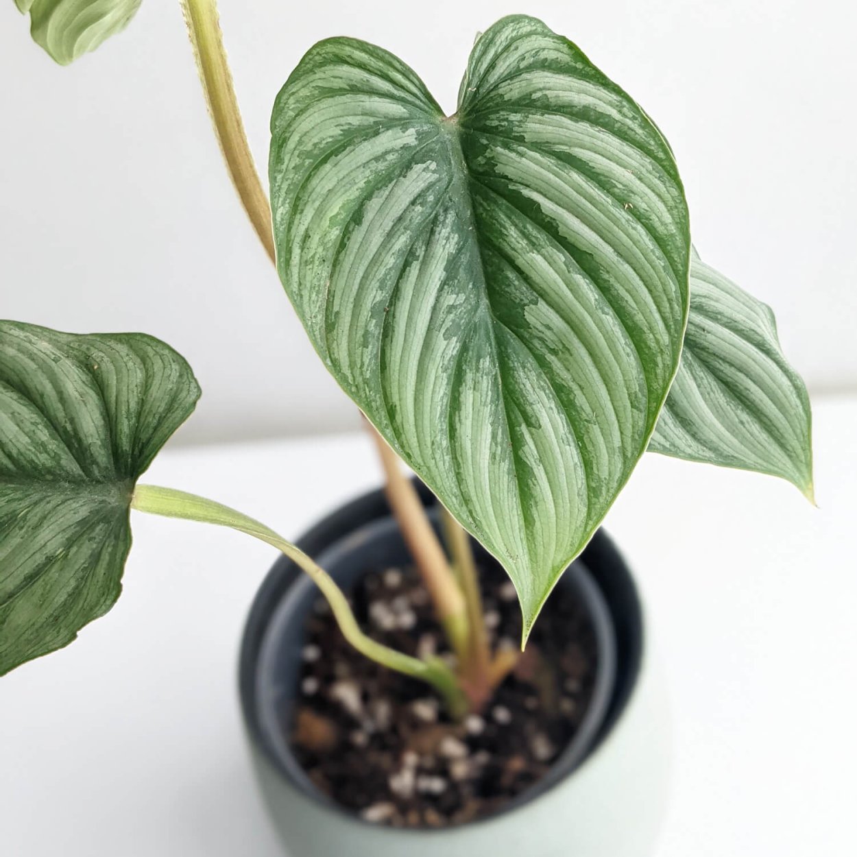 Филодендрон пловмани