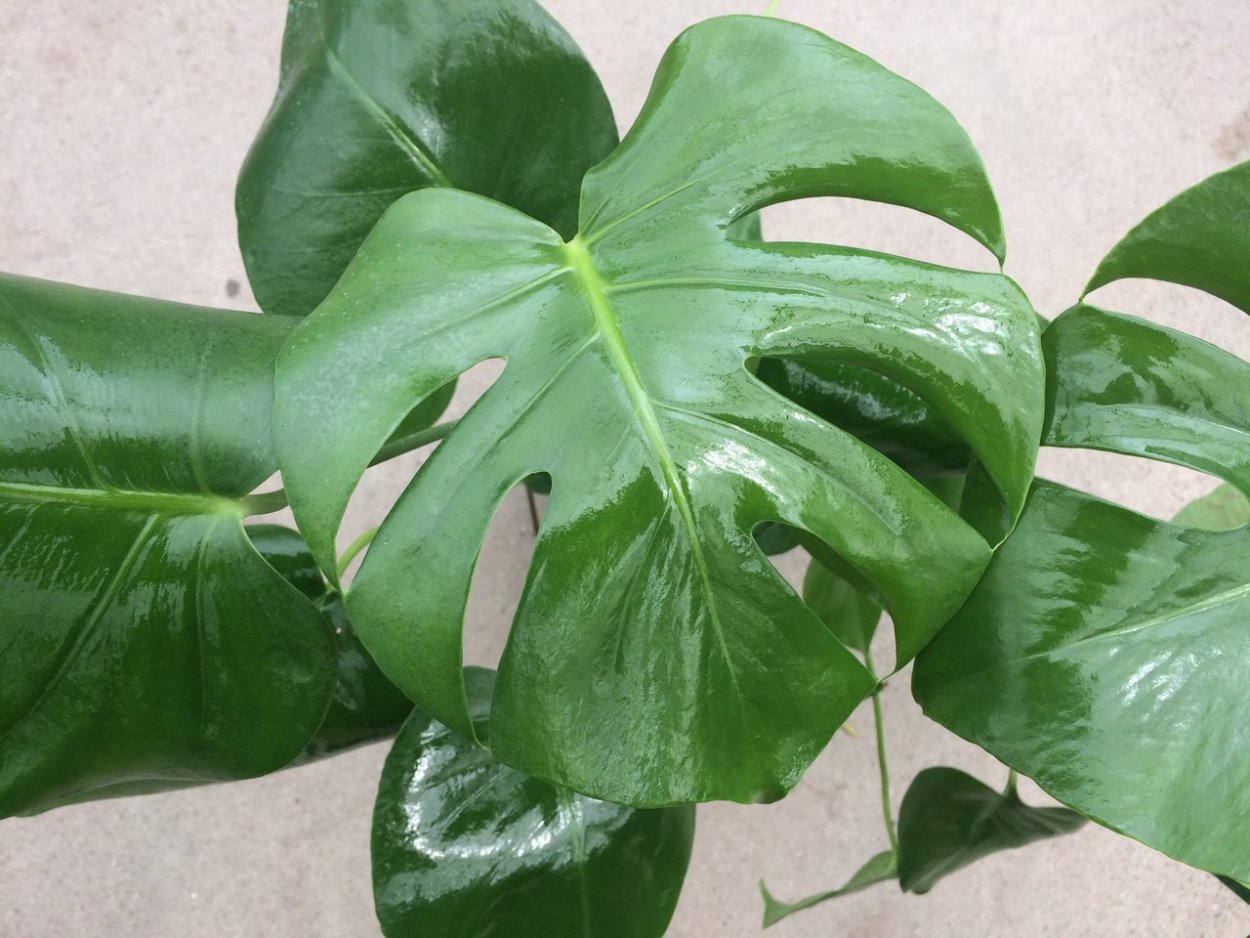 Филодендрон орнатум