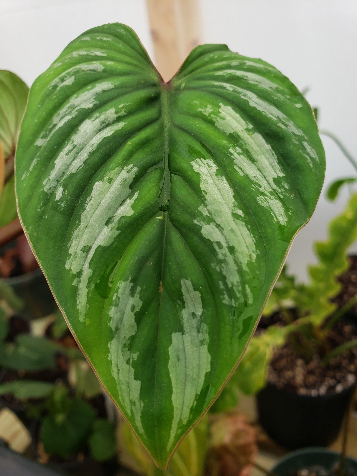 Philodendron lynnhannoniae