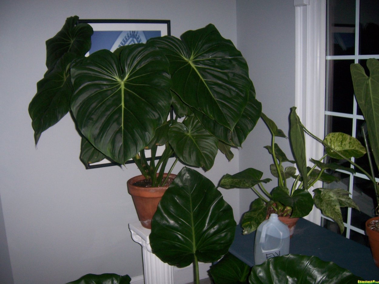 Филодендрон биллитау