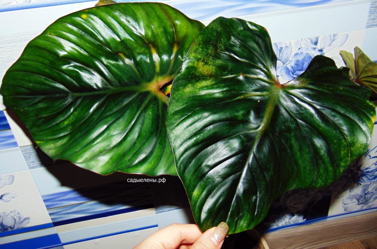 Филодендрон Silver Queen