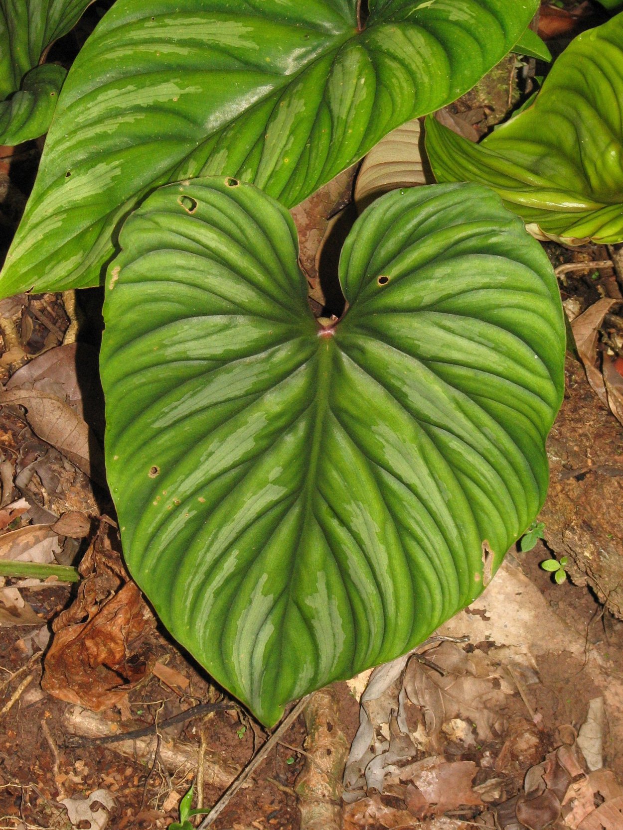 Филодендрон Спиритус Санкти