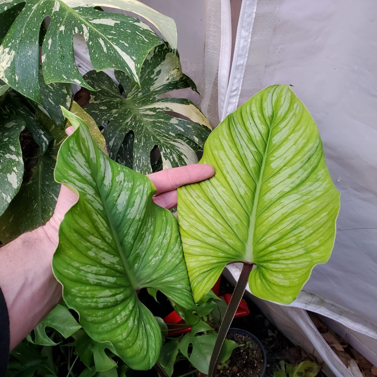 Филодендрон ornatum