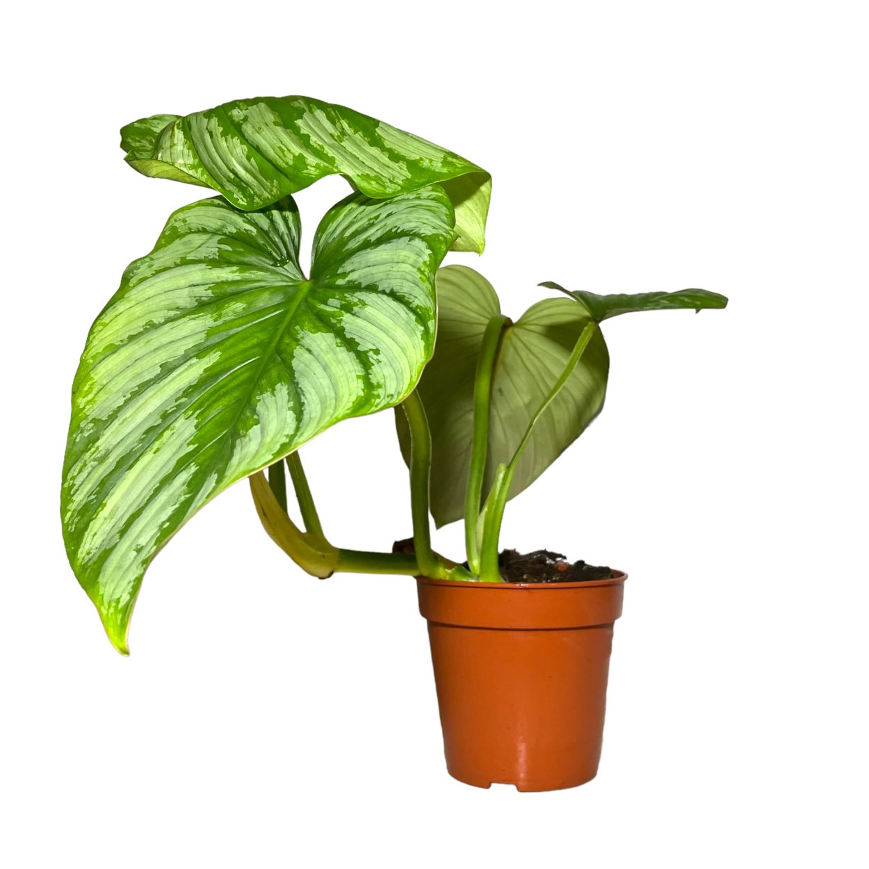 Филодендрон Ликети сплит