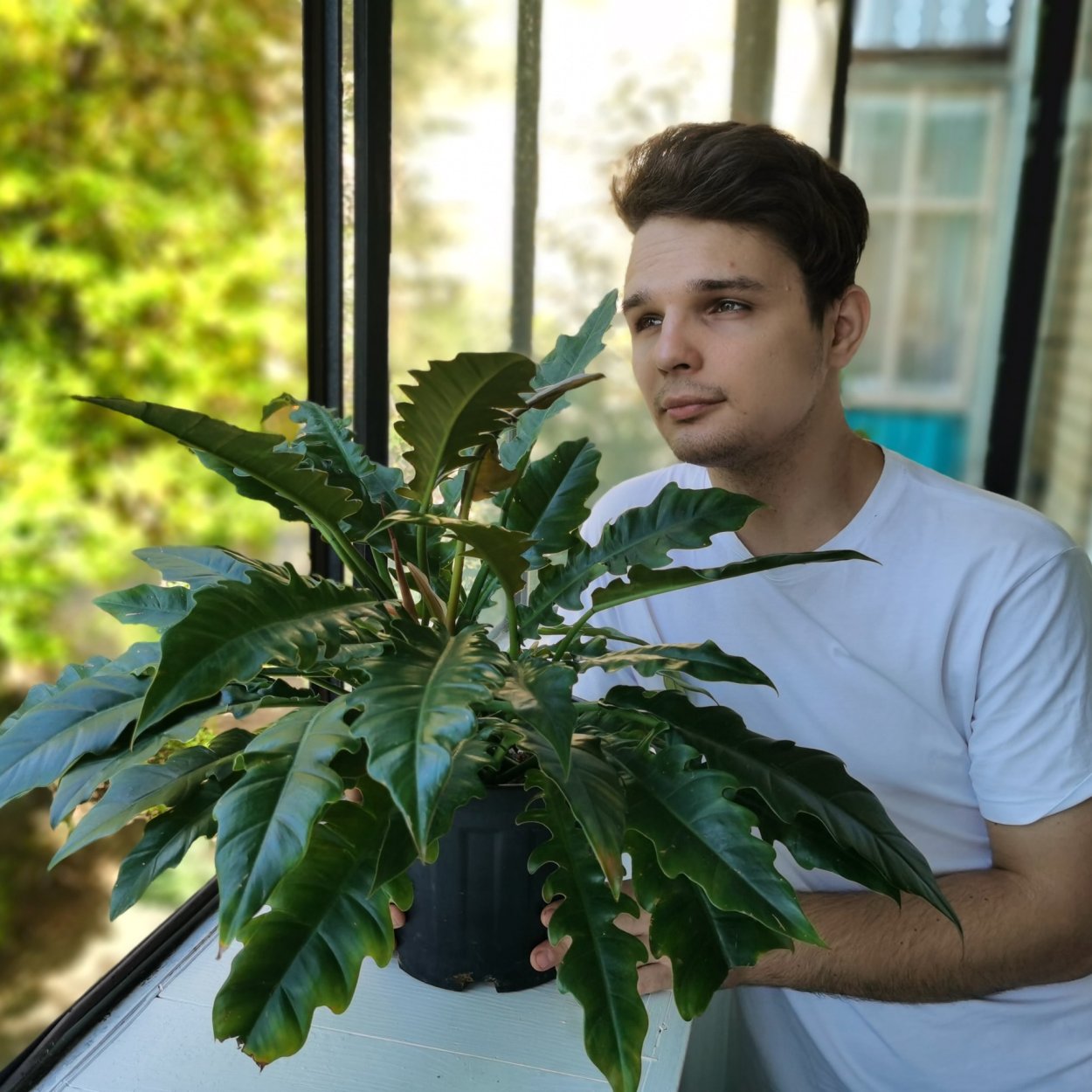 Филодендрон лацерум