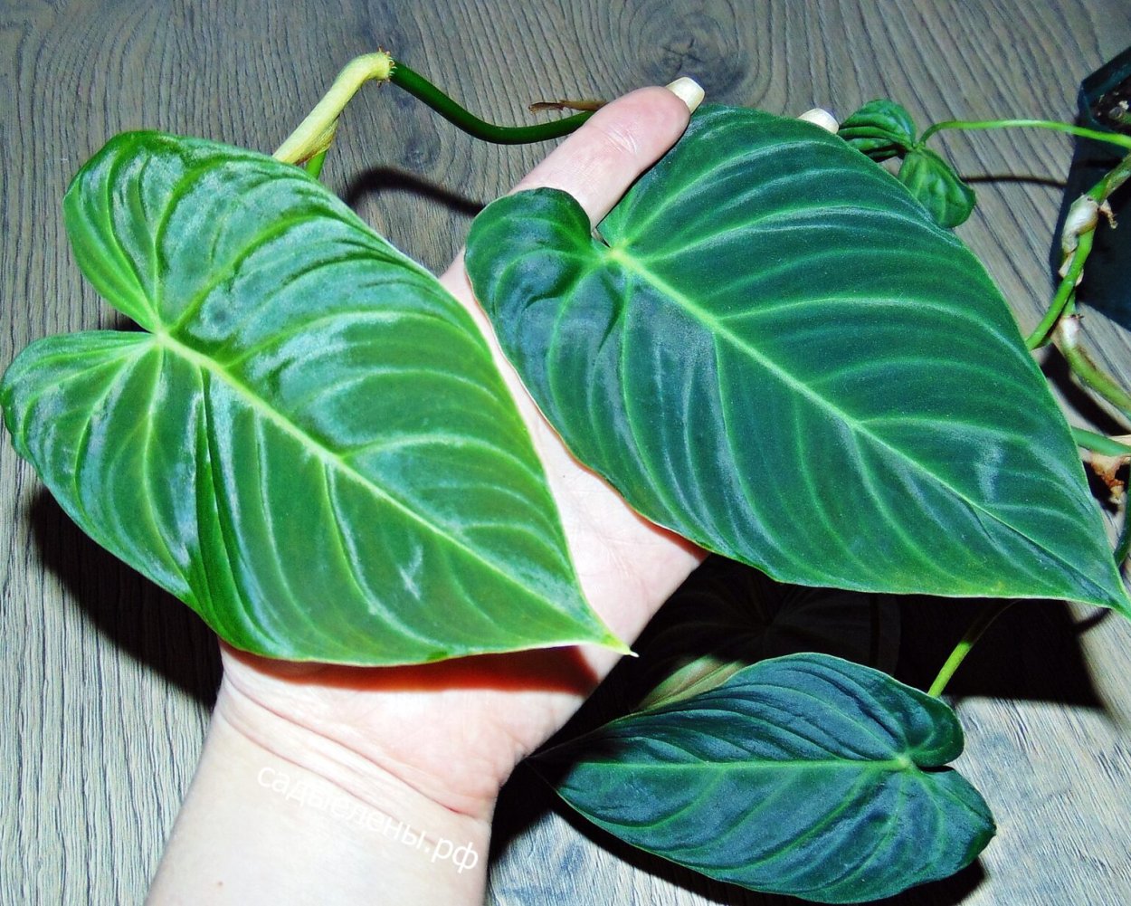 Филодендрон пловмани