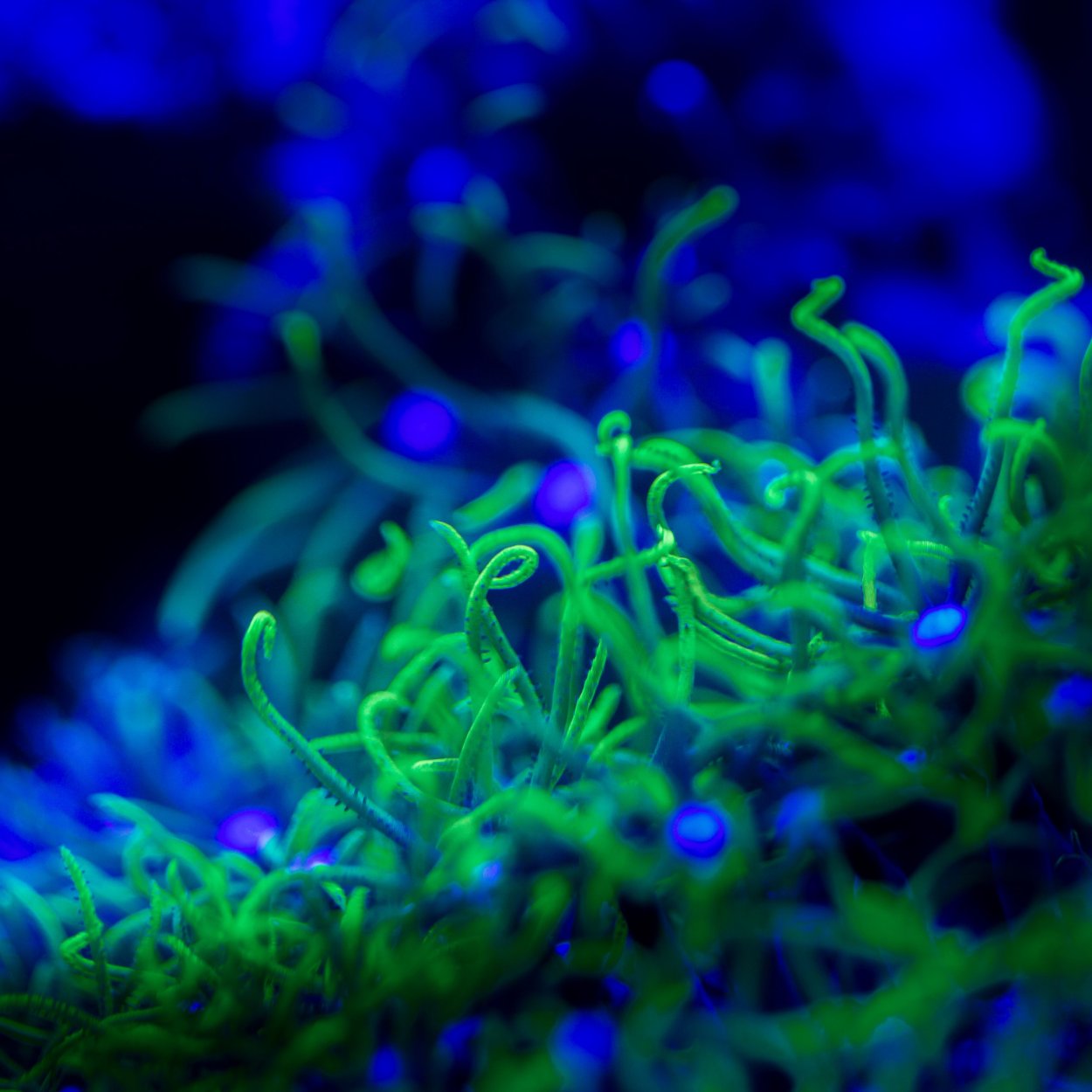 Неоновая морская глубина