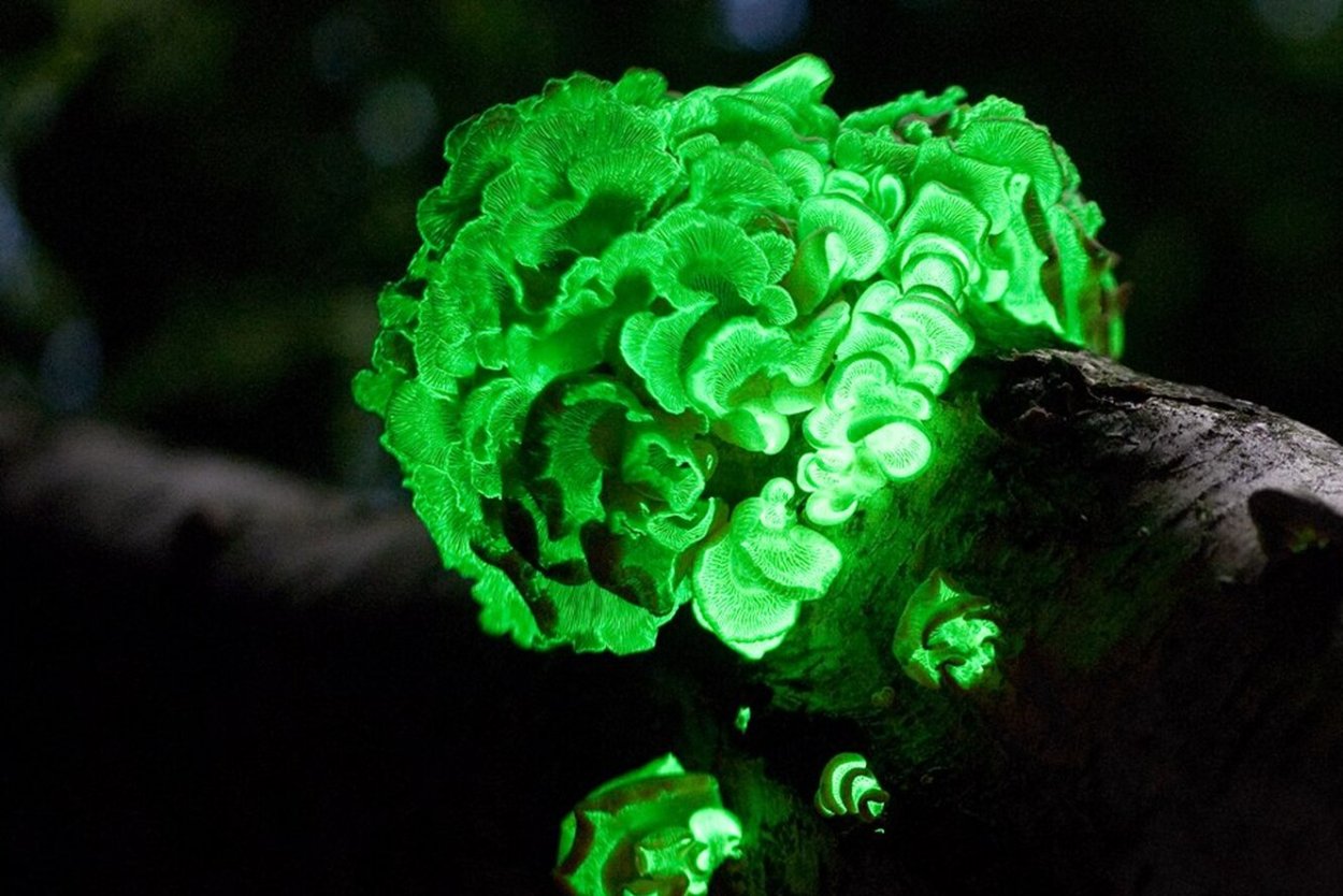 Poromycena manipularis гриб