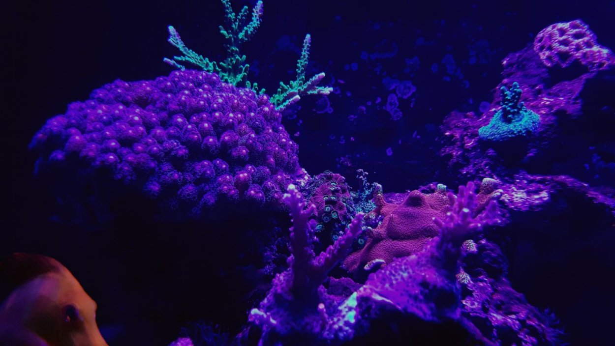 Биолюминесценция медузы Aequorea