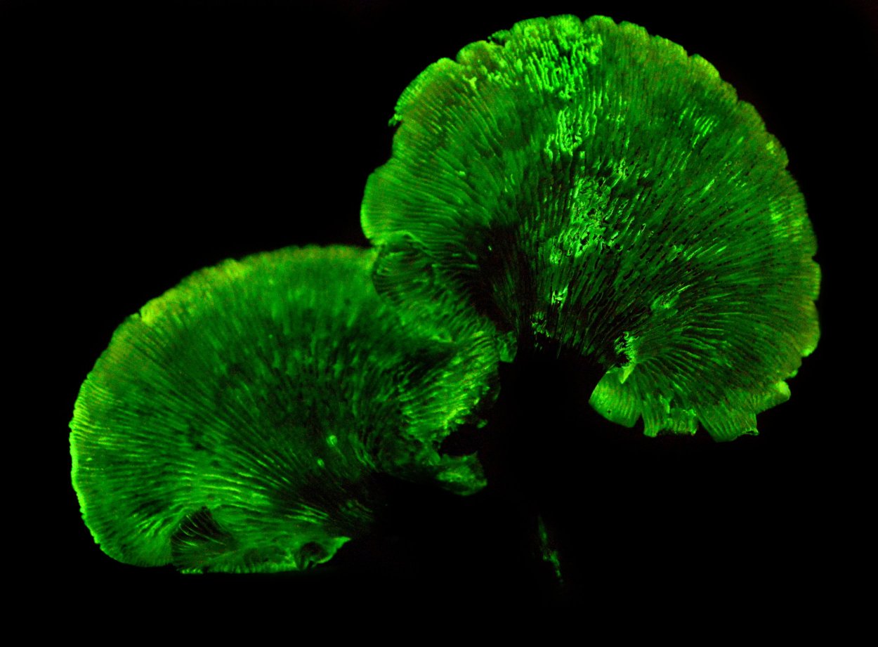 Светящиеся растения