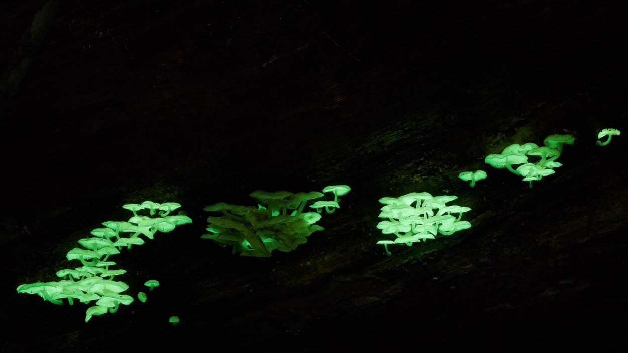 Озеро Джипсленд Австралия