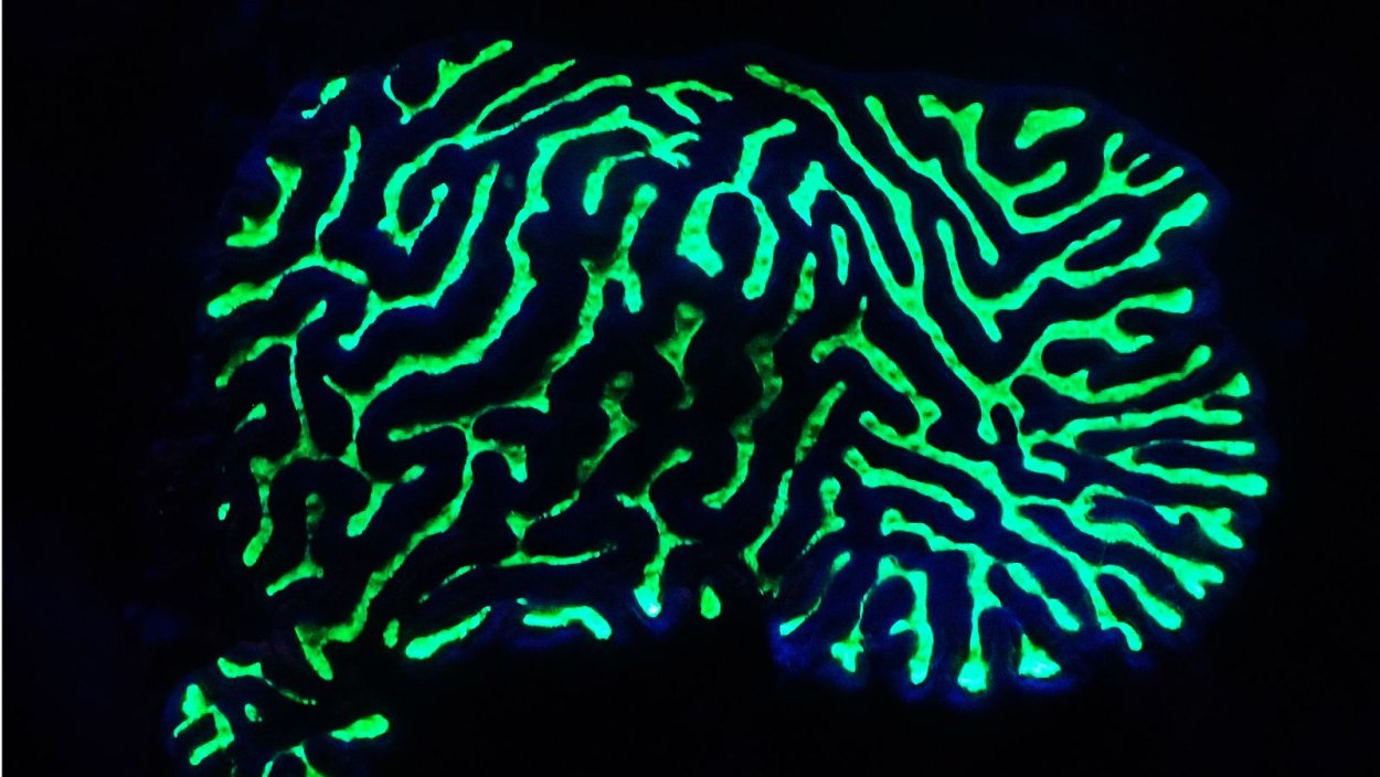 Водоросль ночесветка черное море