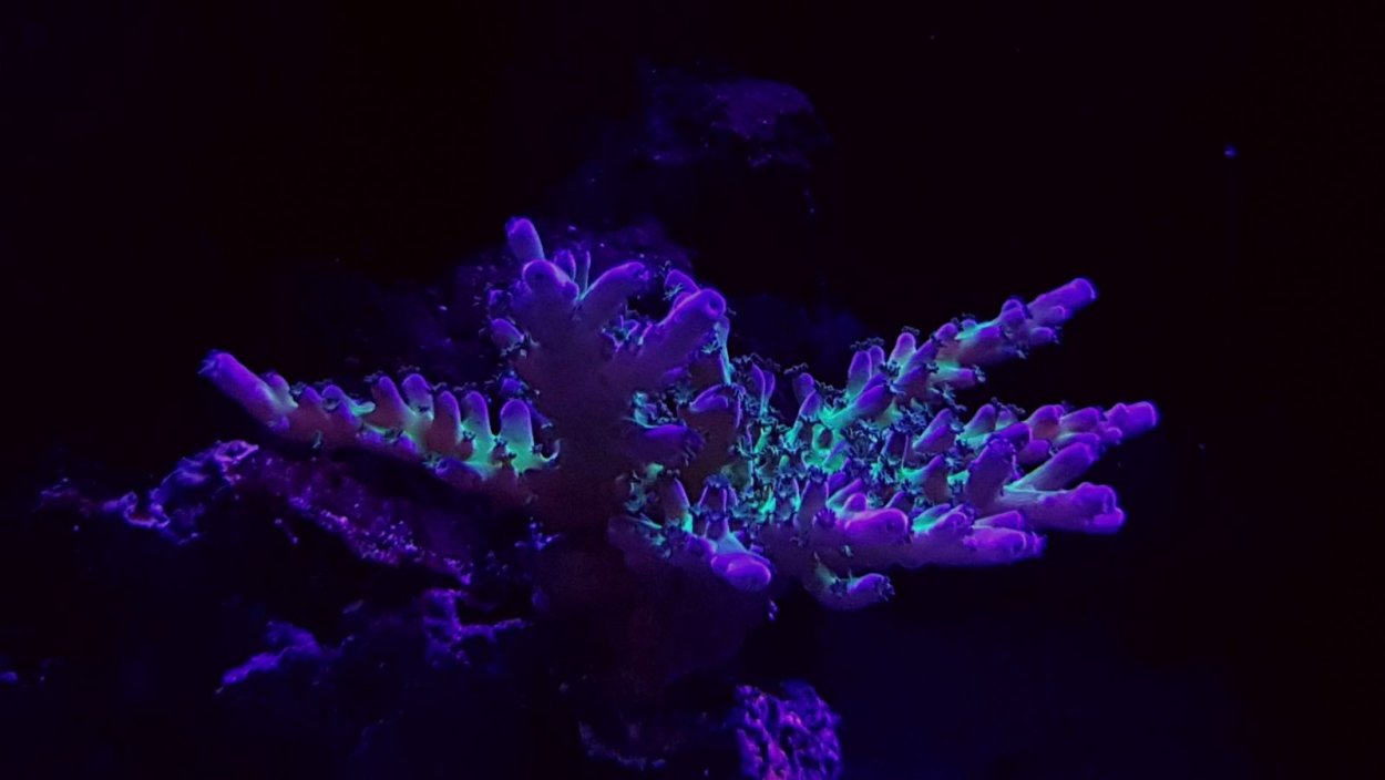 Costasiella kuroshimae - «морская Овечка»