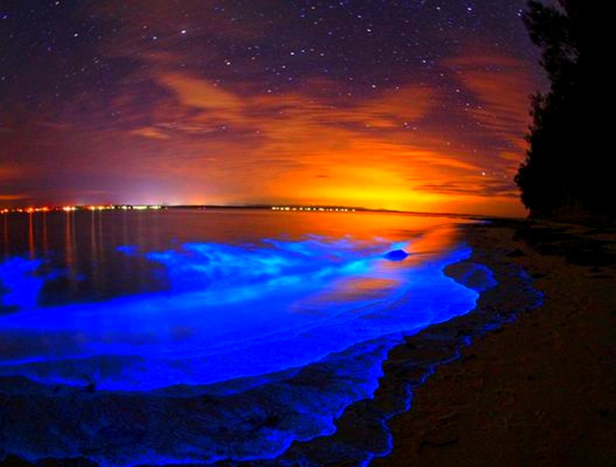 Mycena chlorophos гриб