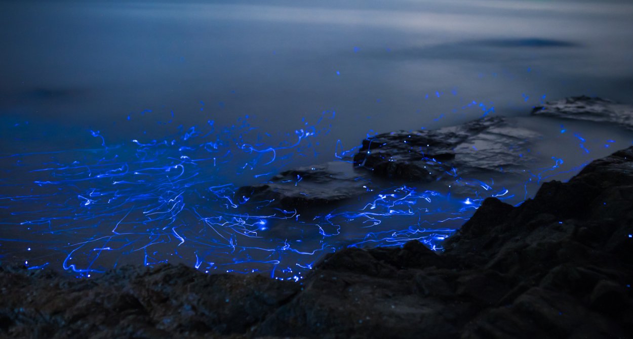 Биолюминесценция растений