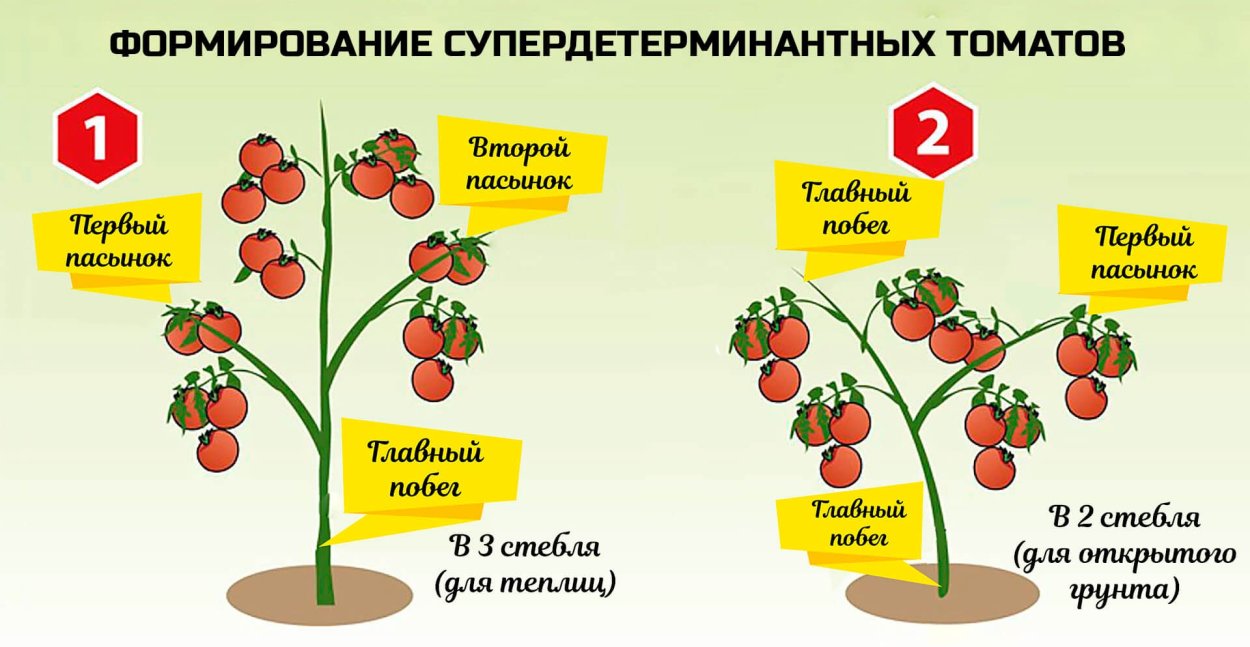 Индетерминантные сорта томатов для теплиц. Индетерминантные сорта томатов для теплиц