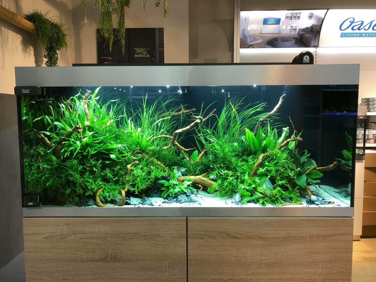 Sinkers аквариумные растения