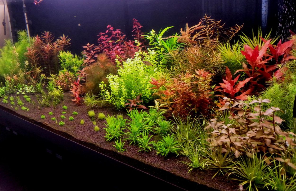 Аквариум с растениями в зоомагазин'