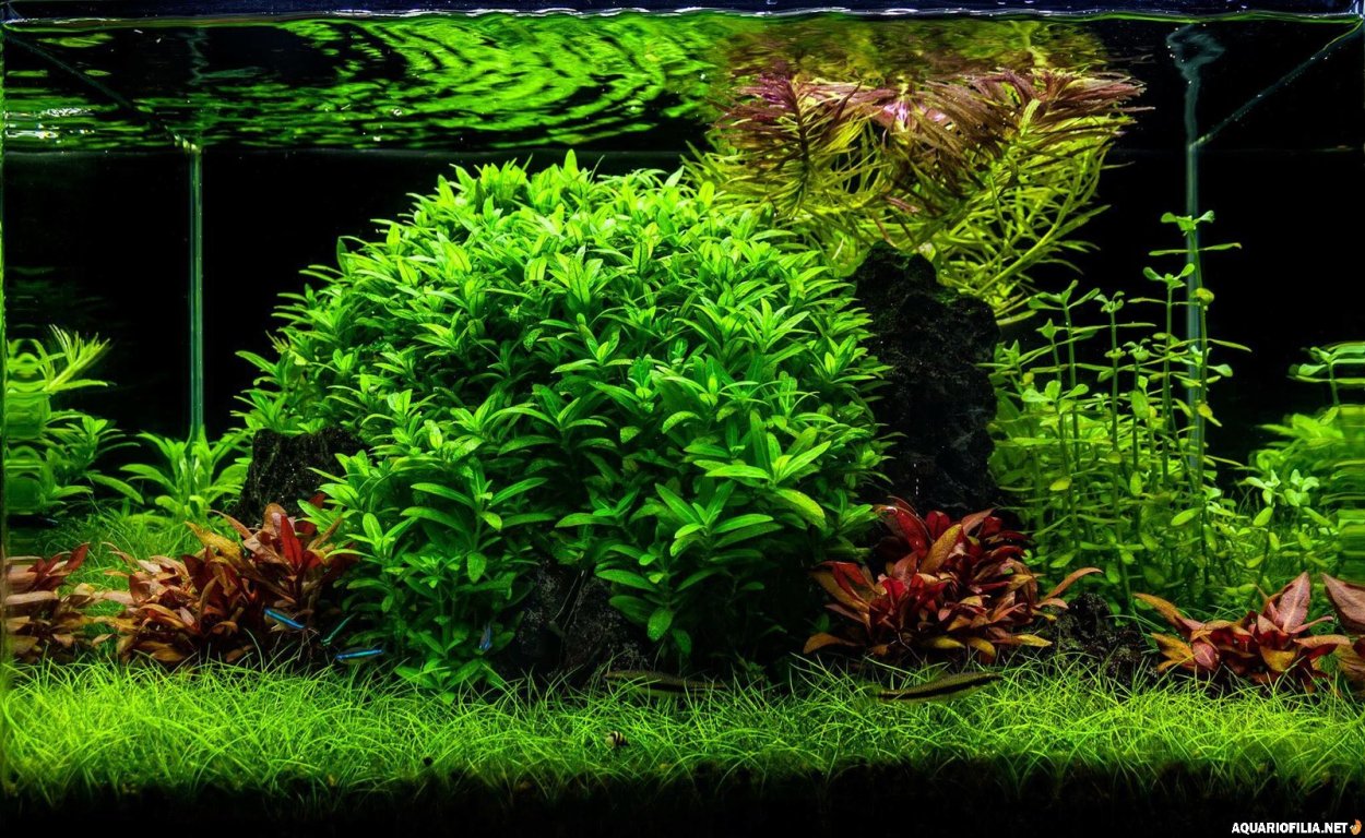 Озеленение аквариума