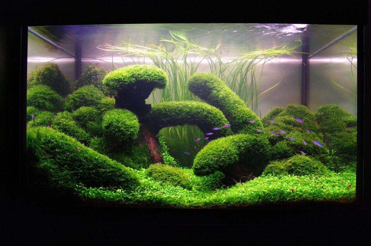 Акваскейп с дискусами