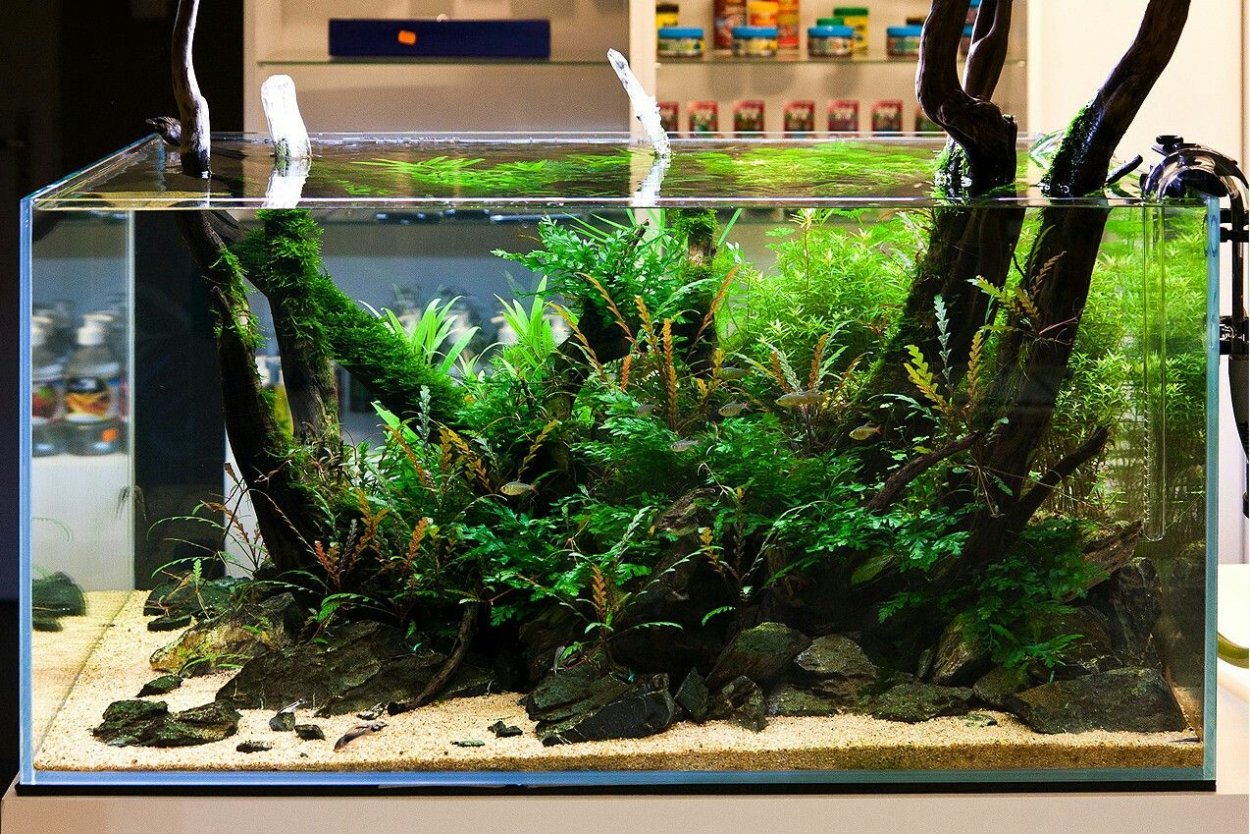 Лимнобиум лаевигатум Амазон