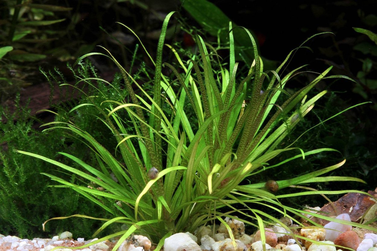 Аммания бонсай (Ammania SP.«Bonsai»)