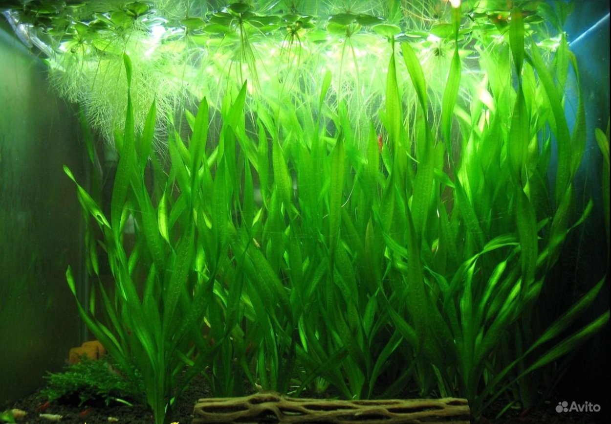 Гидрокотила трипартита аквариумное растение