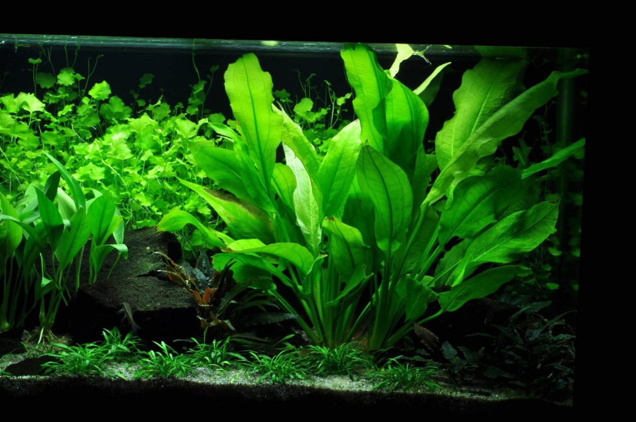 Акваскейп ада