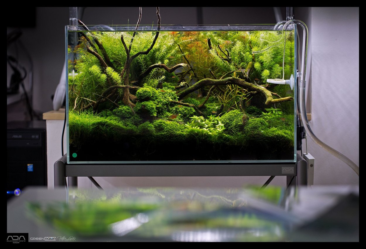 Аквариум скейп