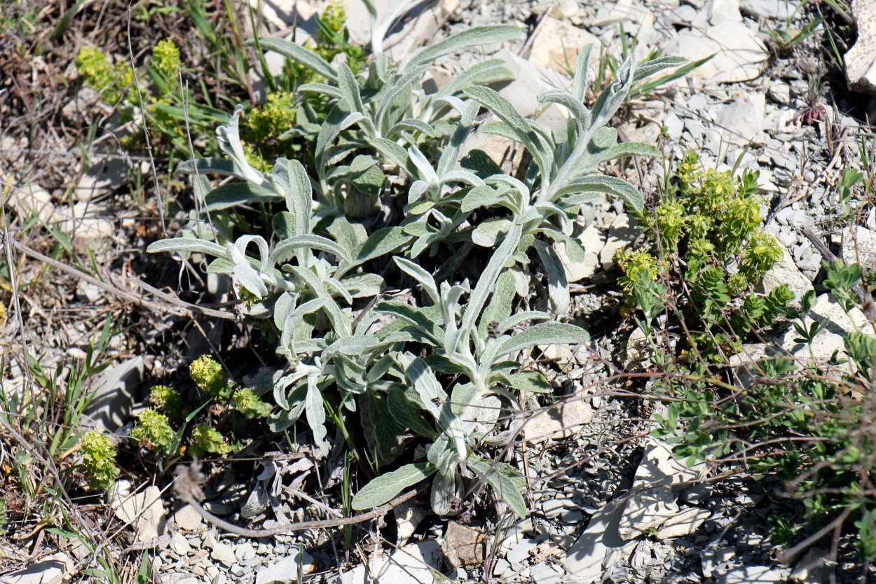 Лимонник Крымский (Железница)