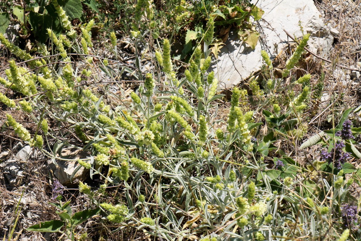 Железница Крымская Ботаническая иллюстрация