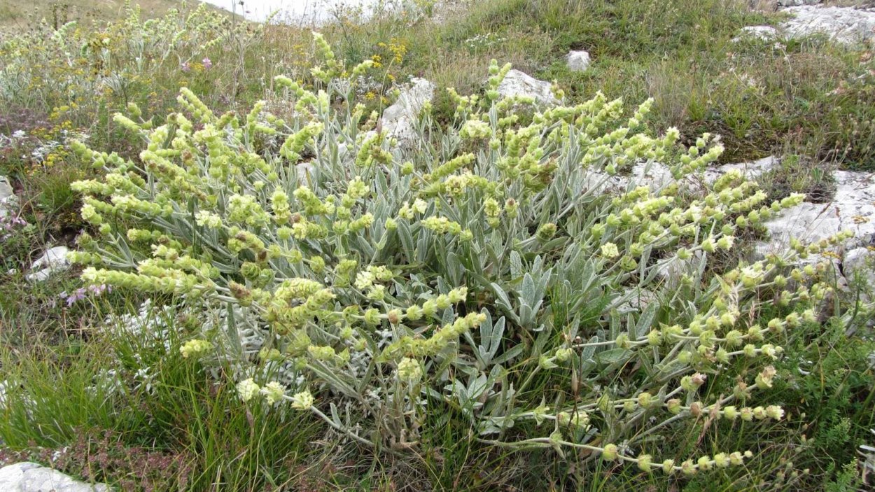 Лимонник Крымский