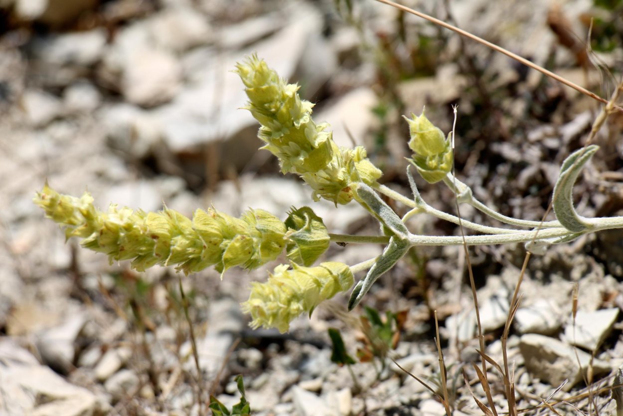 Железница Крымская семена