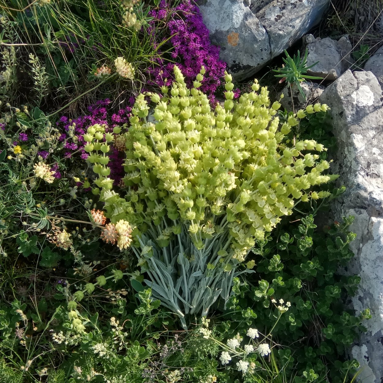 Железница Греческая растение