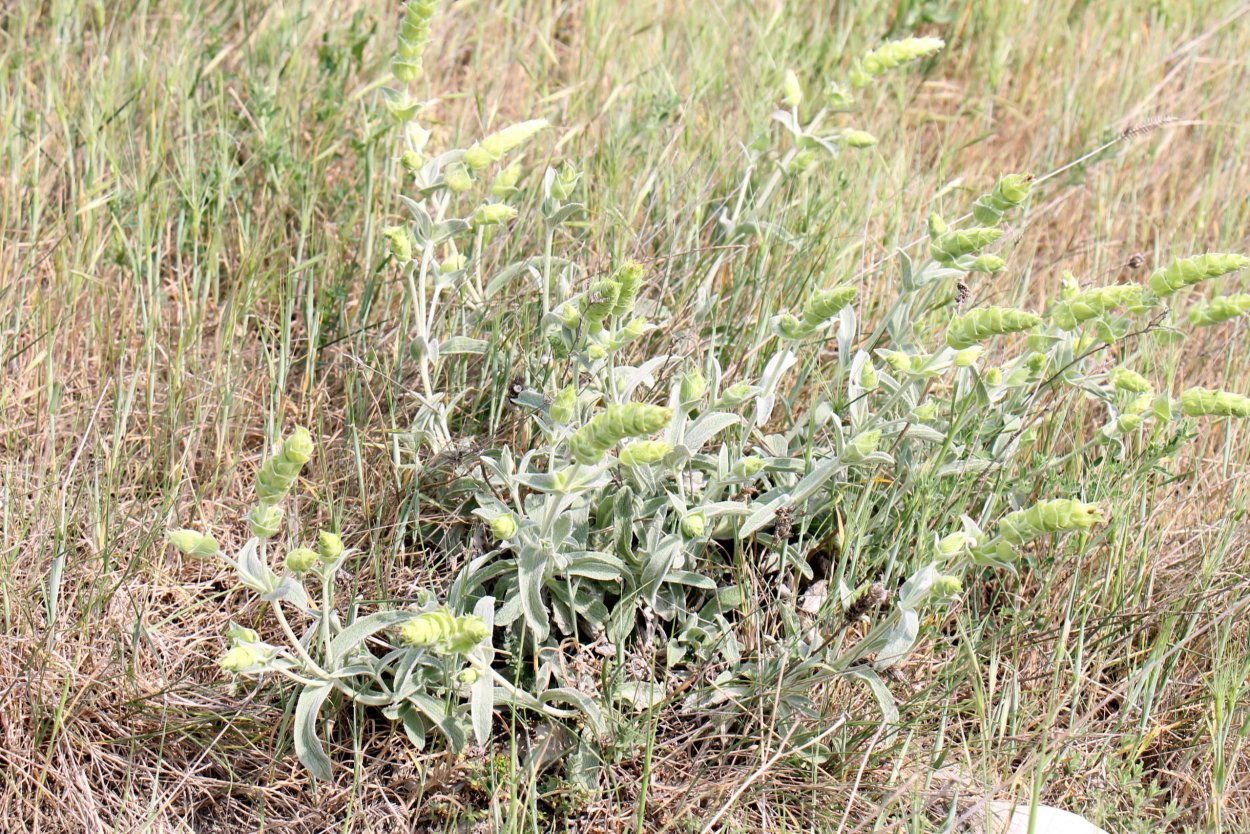 Разновидности железницы