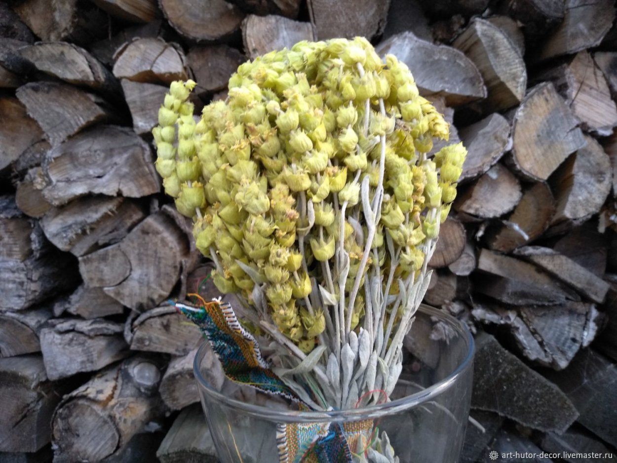 Железница Крымская растение