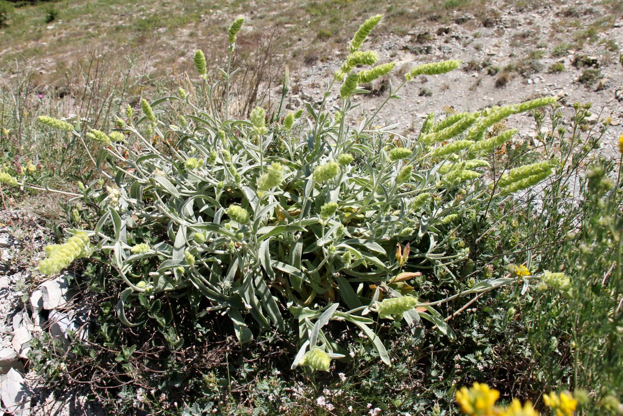Лимонник татар чай Железница Крымская