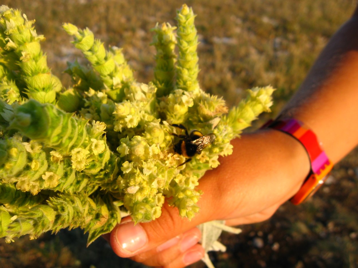 Железница Крымская семена