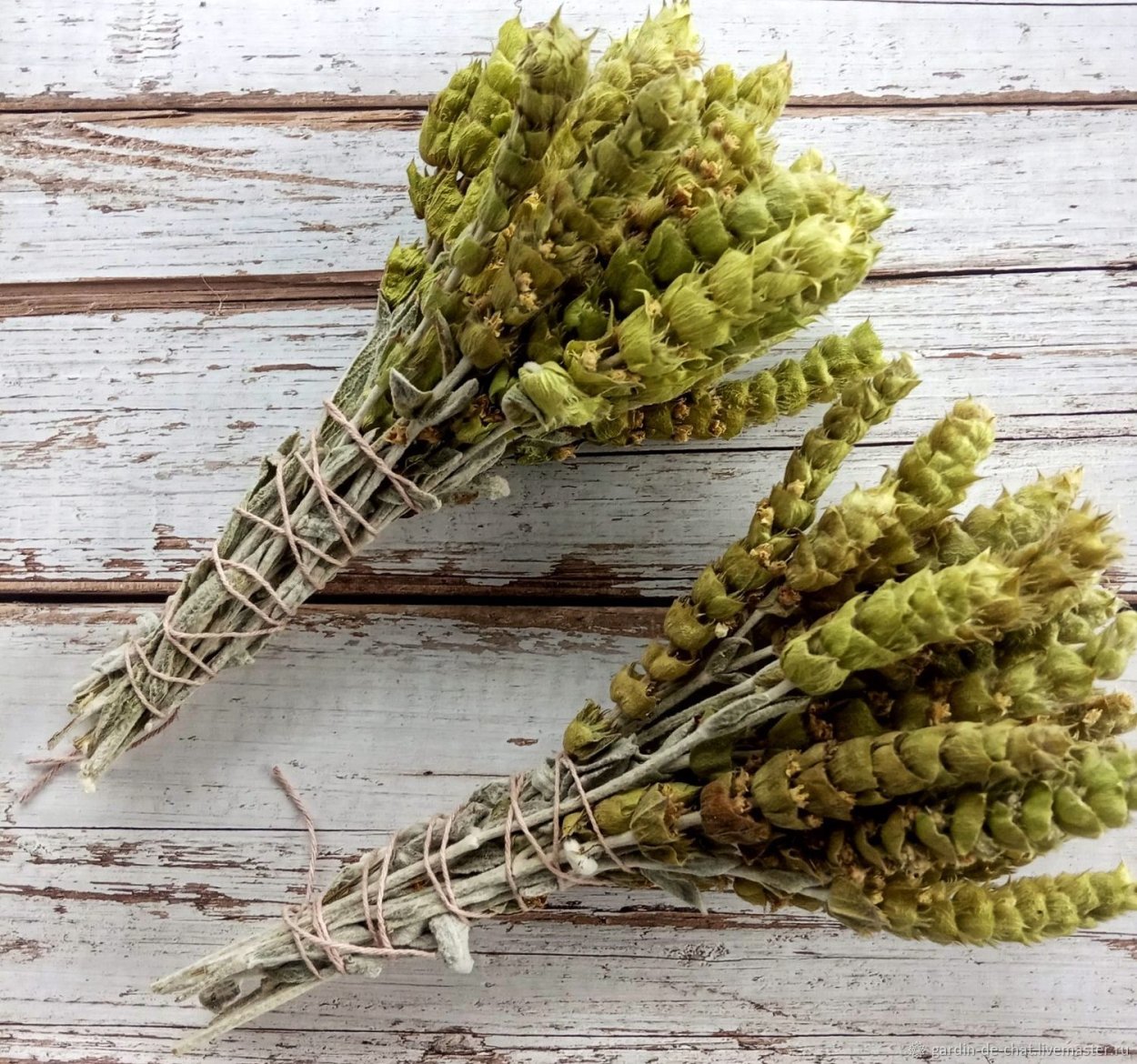 Железница Sideritis scardica