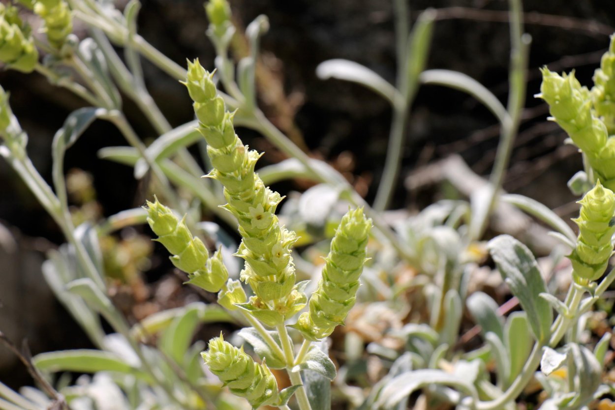 Железница сирийская