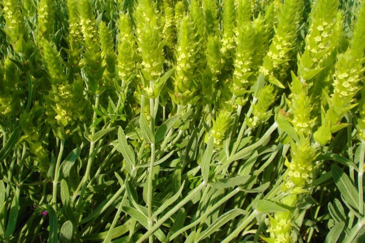 Лимонник Крымский (Железница)