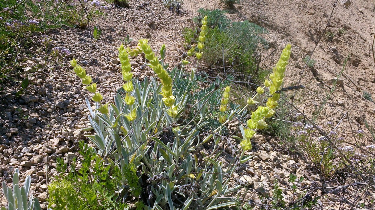Лимонник татар чай Железница Крымская