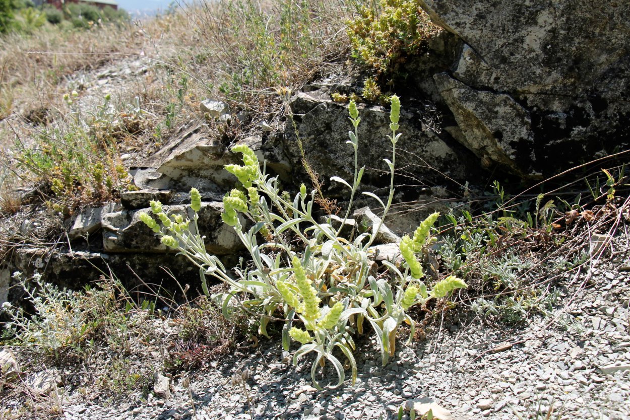 Мурсальский чай