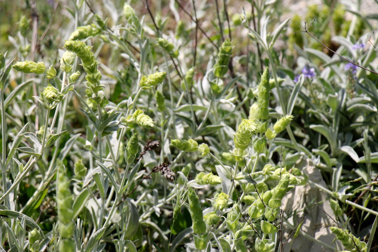 Sideritis Lanata
