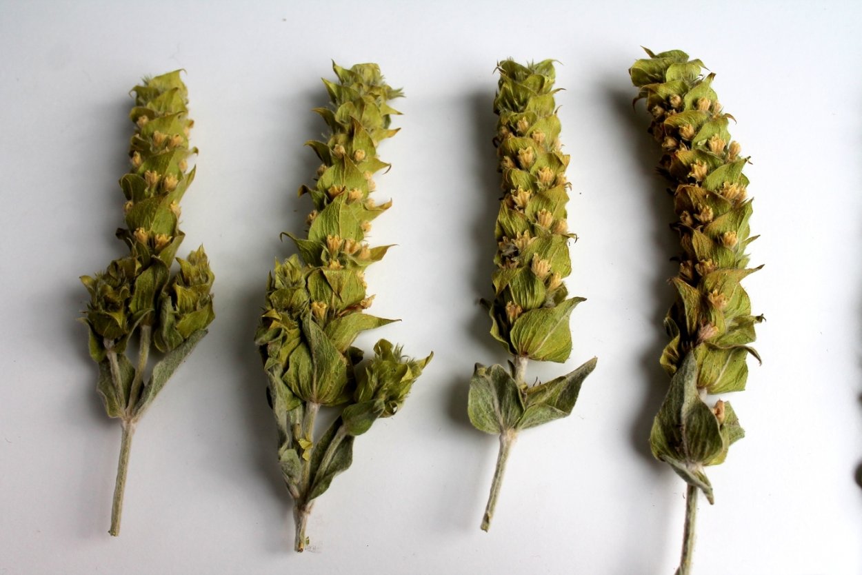 Мурсальский чай растение