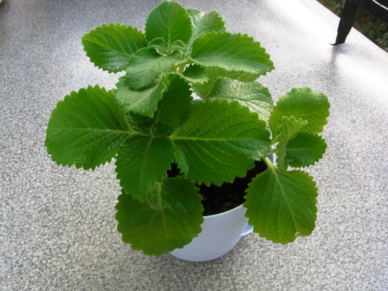 Мята плектрантус