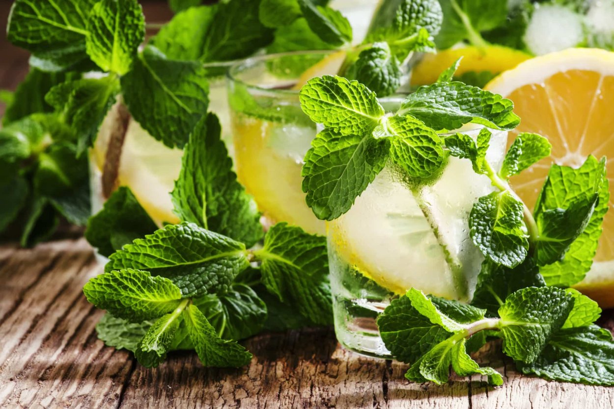 Котовник лимонный