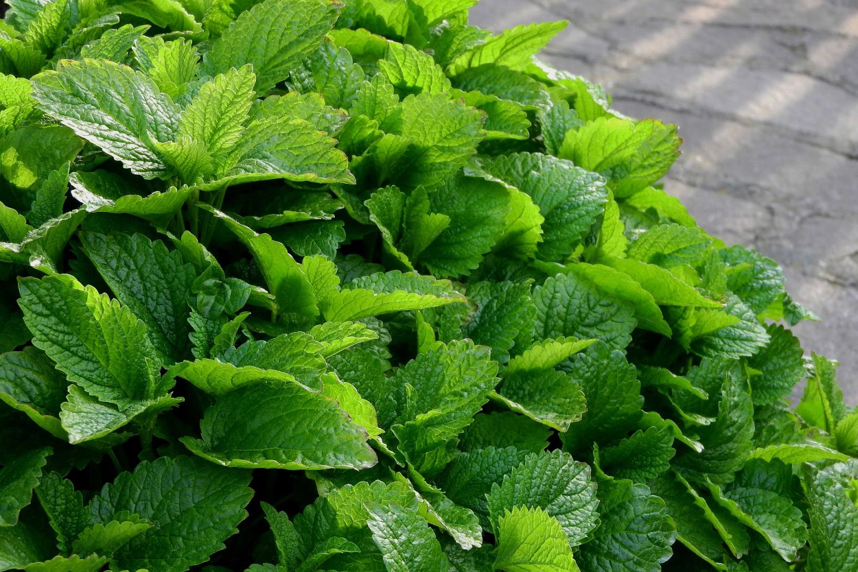 Мелисса officinalis Bush